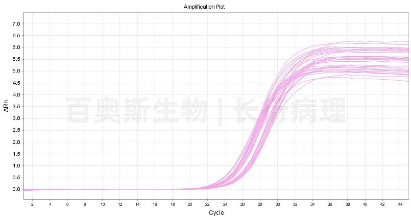 miRNA扩增曲线-1.jpg