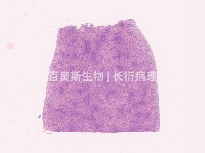 HE---脾纵切---86底板.jpg