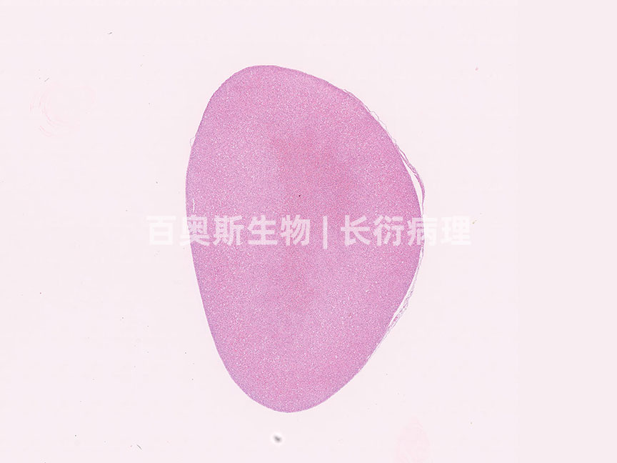 HE---肾上腺纵切---86底板.jpg
