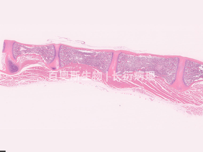 HE---胸骨纵切---86底板.jpg
