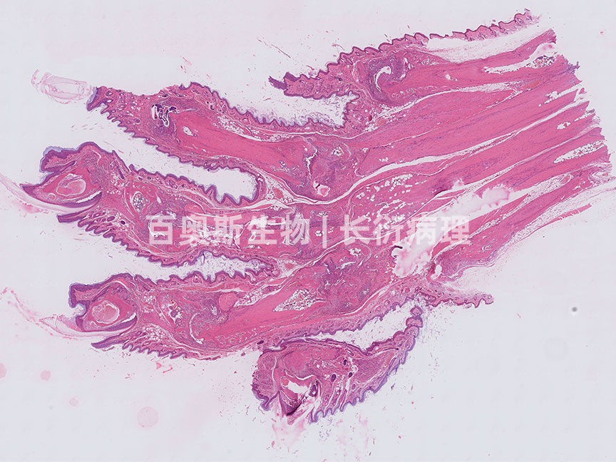 HE---左后爪---86底板.jpg